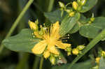 Mountain St. Johnswort